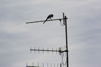 Low angle view of bird perching on pole against sky