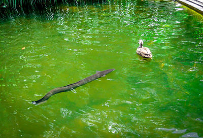 High angle view of duck swimming on lake