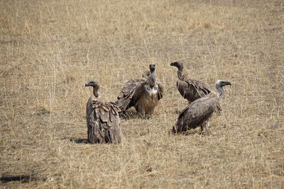 White-backed vultures in masai mara