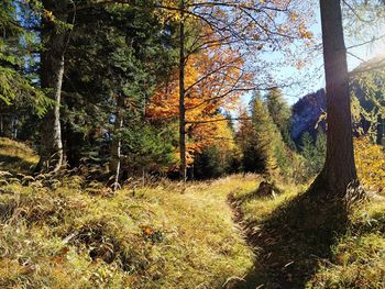 Trees growing in forest during autumn