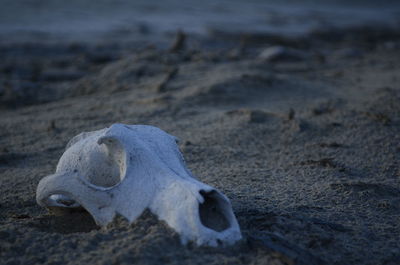 Close-up of animal skull on sand