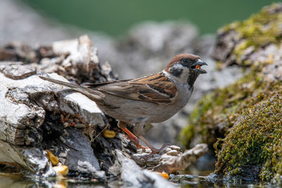 Close-up of sparrow perching on rock