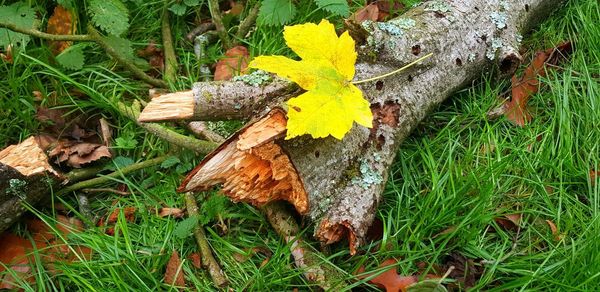 High angle view of maple leaves on land