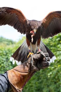 Low angle view of eagle flying against sky