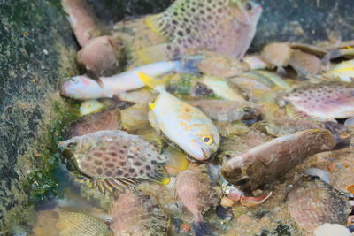 Close-up high angle view of food