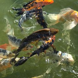 Fish swimming 