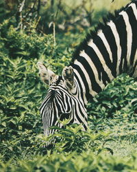 Zebra grazing at crater lake game sanctuary, kenya