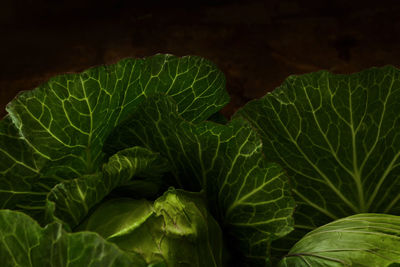 Close-up of green leaves on plant