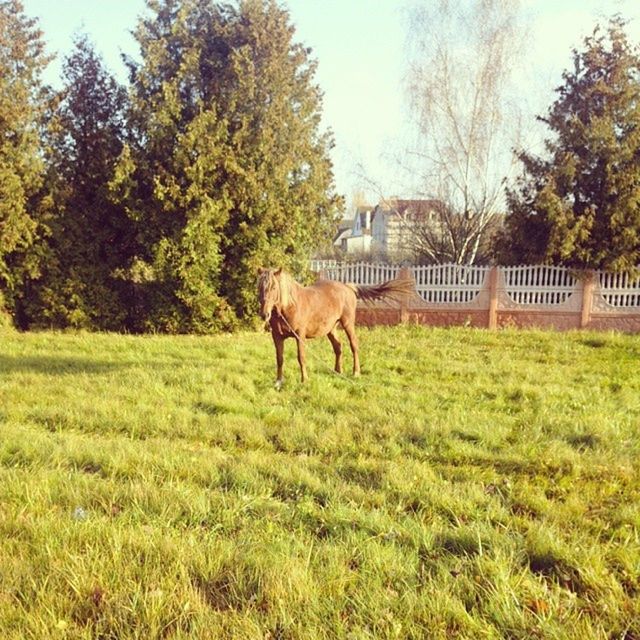 animal themes, grass, domestic animals, one animal, mammal, field, horse, grassy, tree, livestock, green color, full length, standing, herbivorous, fence, landscape, side view, nature, built structure, grazing