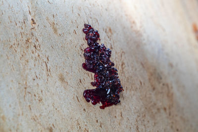 High angle view of berries on wall