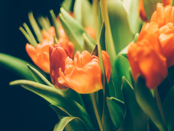 Close-up of flowers blooming outdoors