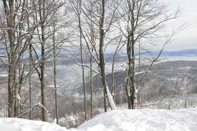 Bare trees on snow covered land
