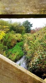 High angle view of plants by river