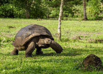 View of a turtle in field