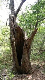 tree