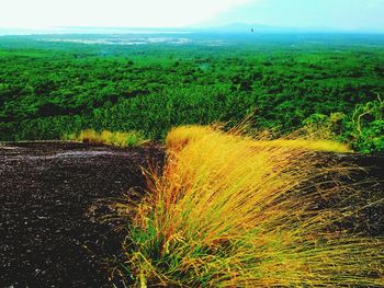 Scenic view of forest