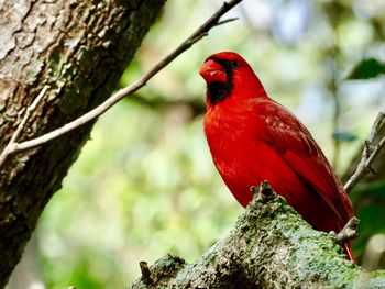 Close-up of bird perching on tree trunk