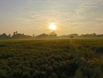 Scenic view of field against sky during sunset