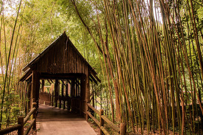 View of bamboo trees in forest