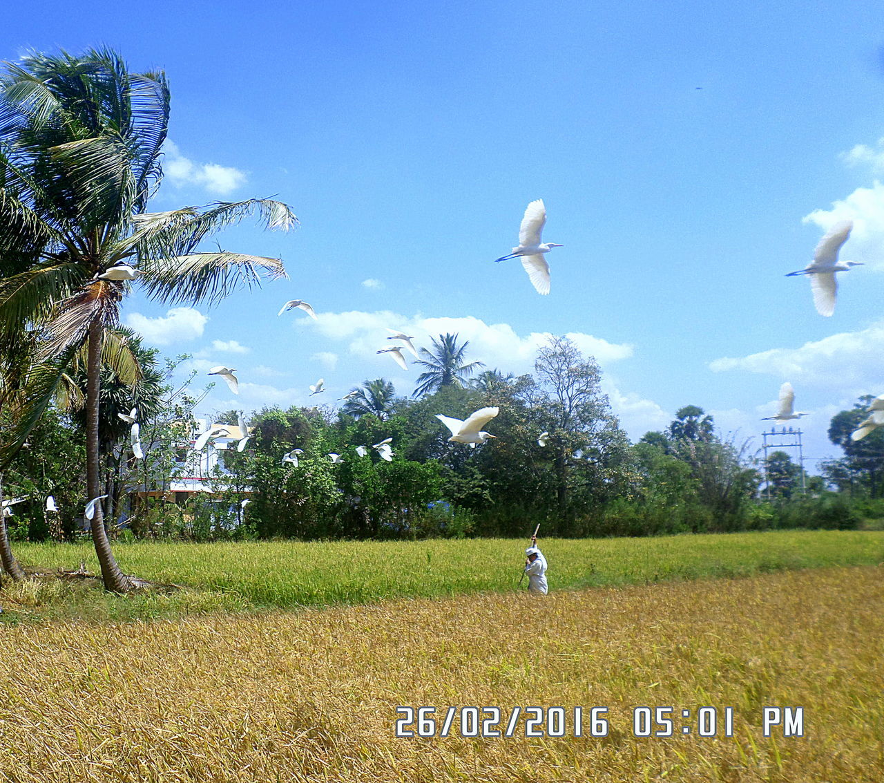 VIEW OF TREES ON LANDSCAPE AGAINST BLUE SKY