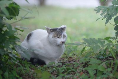 Cat sitting on grass