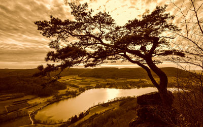 Tree on landscape against sky