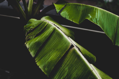 Close-up of leaves