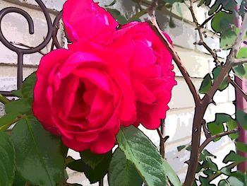 Close-up of flower blooming outdoors