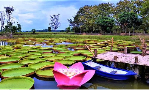 Lotus water lily in lake against sky
