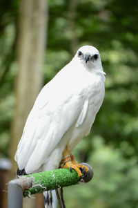 Close-up of bird