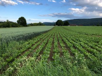 Scenic view of agricultural field against sky