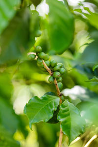 Close-up of fresh green leaves on plant