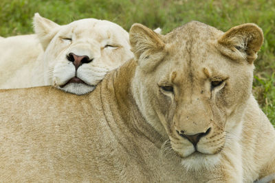 Close-up of cats