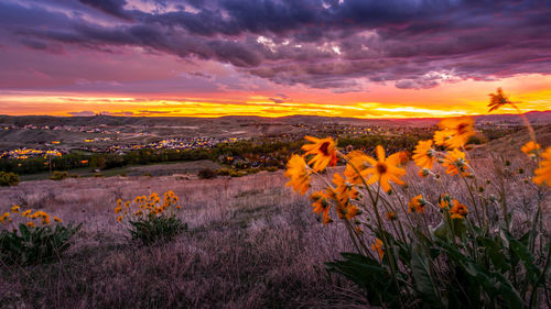 Scenic view of flowering plants on field against sky during sunset