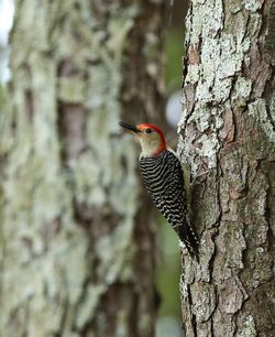 Close-up of woodpecker perching on tree