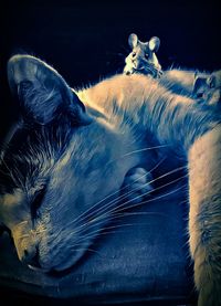 Close-up of cat resting