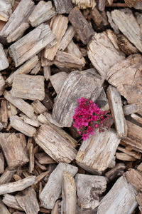 High angle view of pink flowering tree