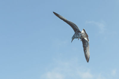 Low angle view of eagle flying in sky