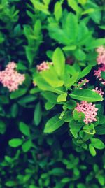 Close-up of flowers