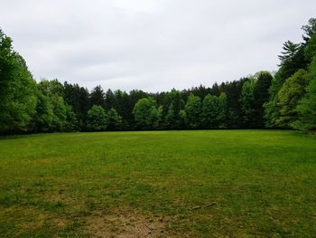 Trees on grassy field