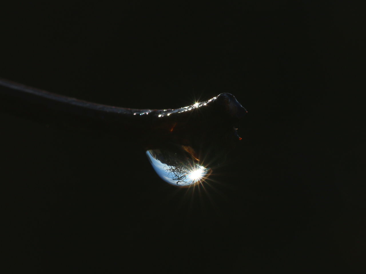 CLOSE-UP OF JELLYFISH SWIMMING IN WATER