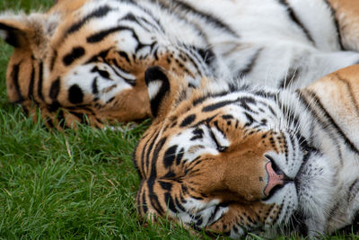 Tiger resting in a zoo