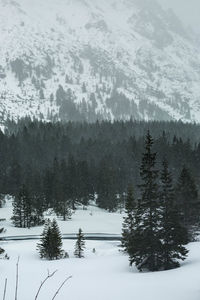 Pine trees on snow covered landscape