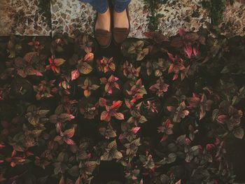 Low section of woman standing by plants