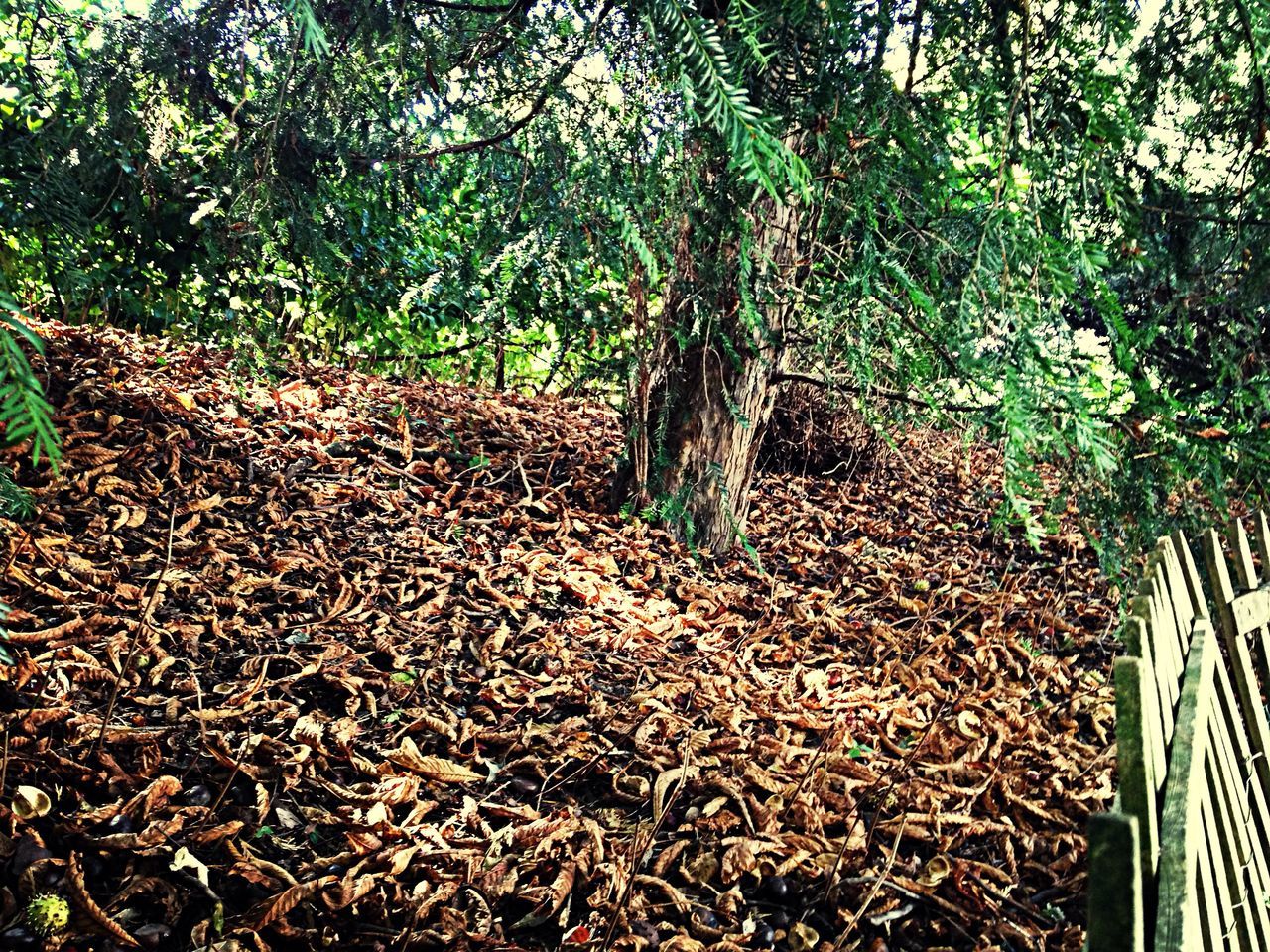 tree, growth, leaf, nature, tranquility, plant, green color, forest, abundance, beauty in nature, day, branch, tree trunk, outdoors, sunlight, tranquil scene, no people, growing, field, autumn