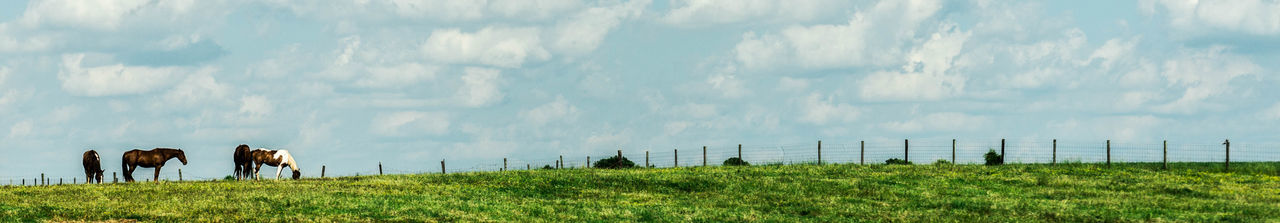 Panoramic view of horses grazing on field against sky