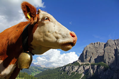 View of a horse on mountain against sky