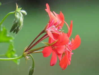 Close-up of red flowering plant