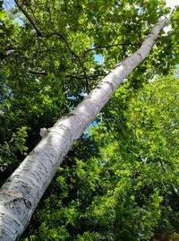 Low angle view of trees in forest