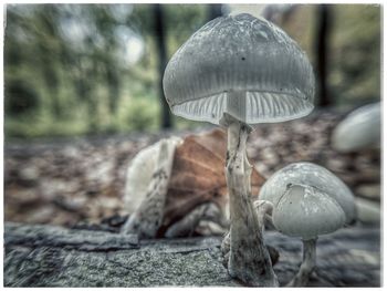 Close-up of mushroom growing in forest